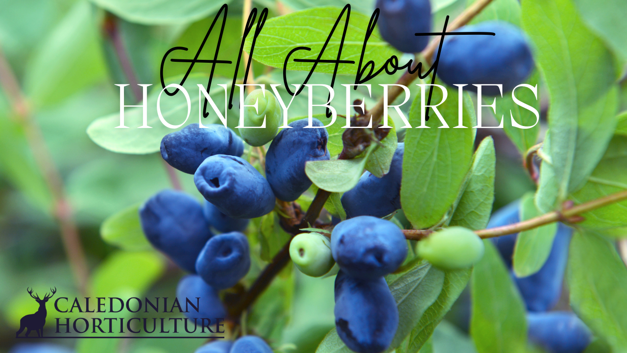 All About Series: Growing, Sowing, Caring For Honeyberries