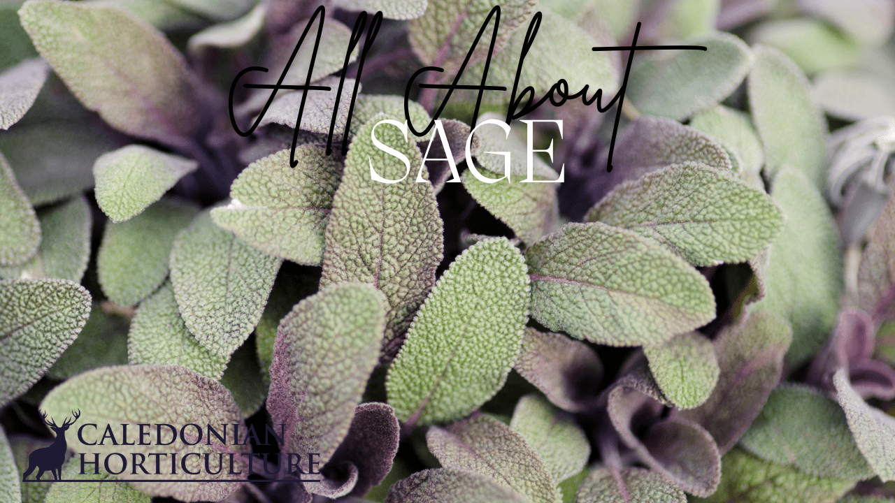 All About Series: Growing, Sowing, Caring For Sage