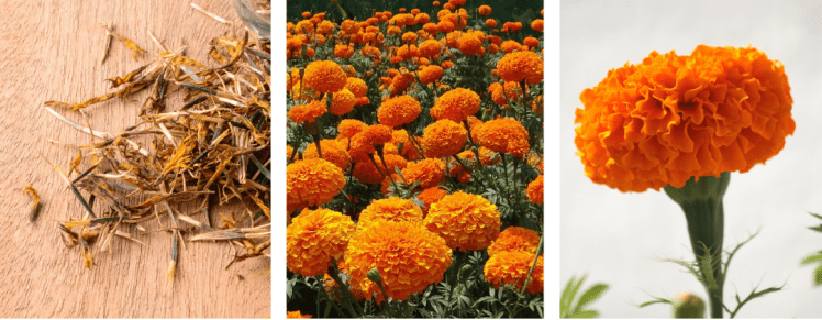 Marigold Images