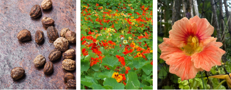 Nasturtium images