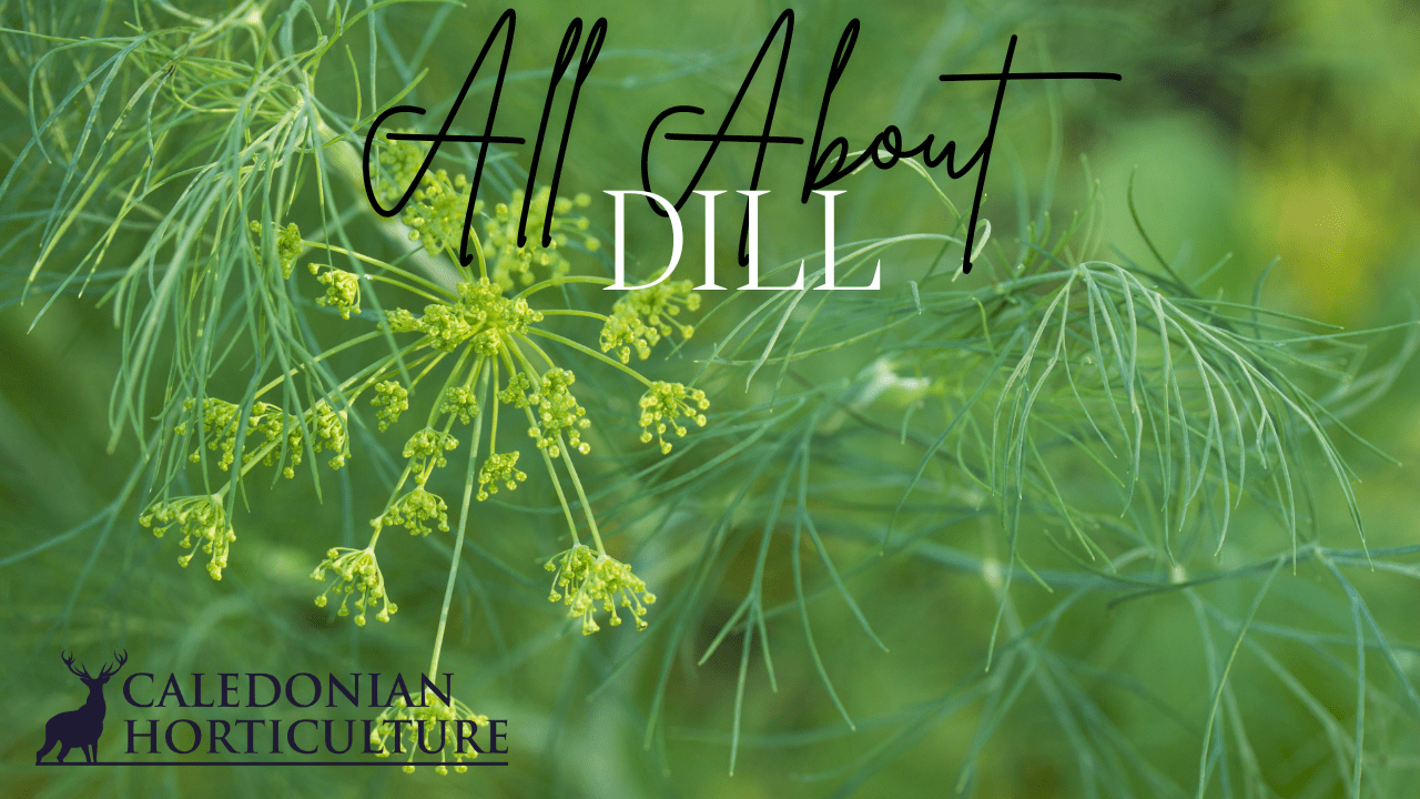 All About Series: Growing, Sowing, Caring For Dill