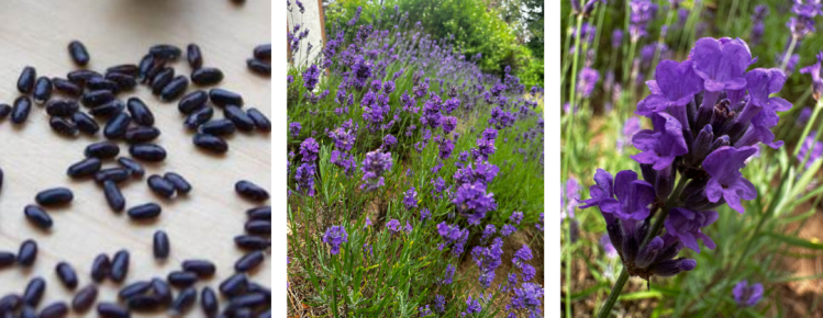Lavender images 