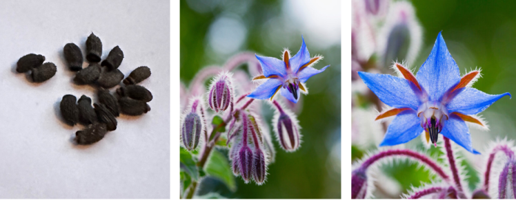Borage images