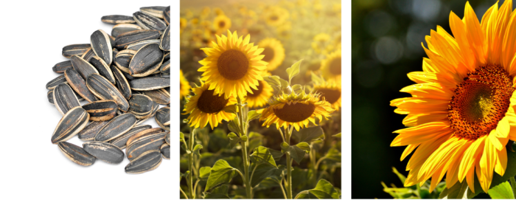 sunflower images