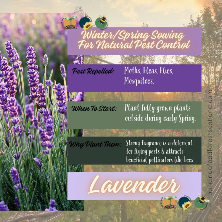 Lavender Info