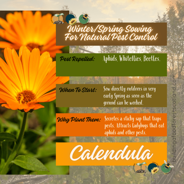 Calendula Info