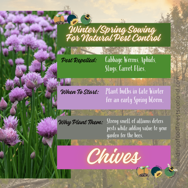 Chives Info