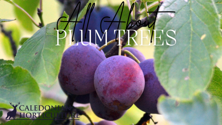 Growing Plum Trees in Scotland 