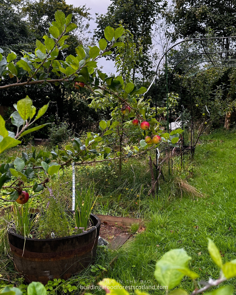 Building a Food Forest Scotland Garden 