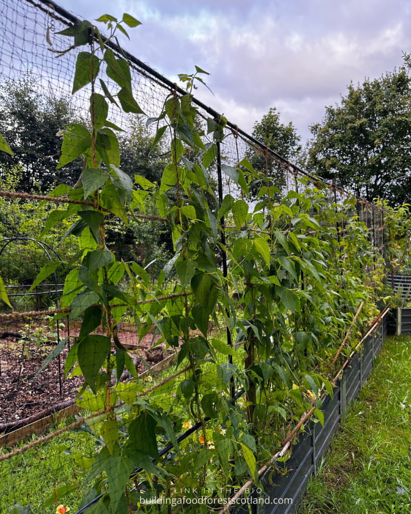 Building a Food Forest Scotland Garden 