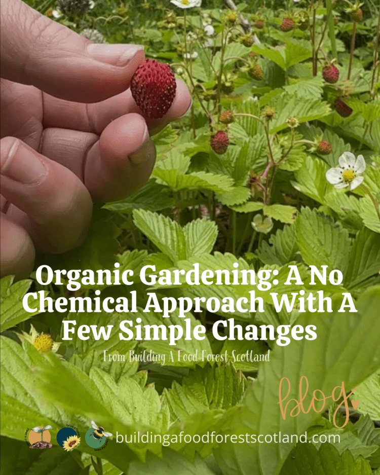 Organic Gardening: A No Chemical Approach With A Few Simple Changes