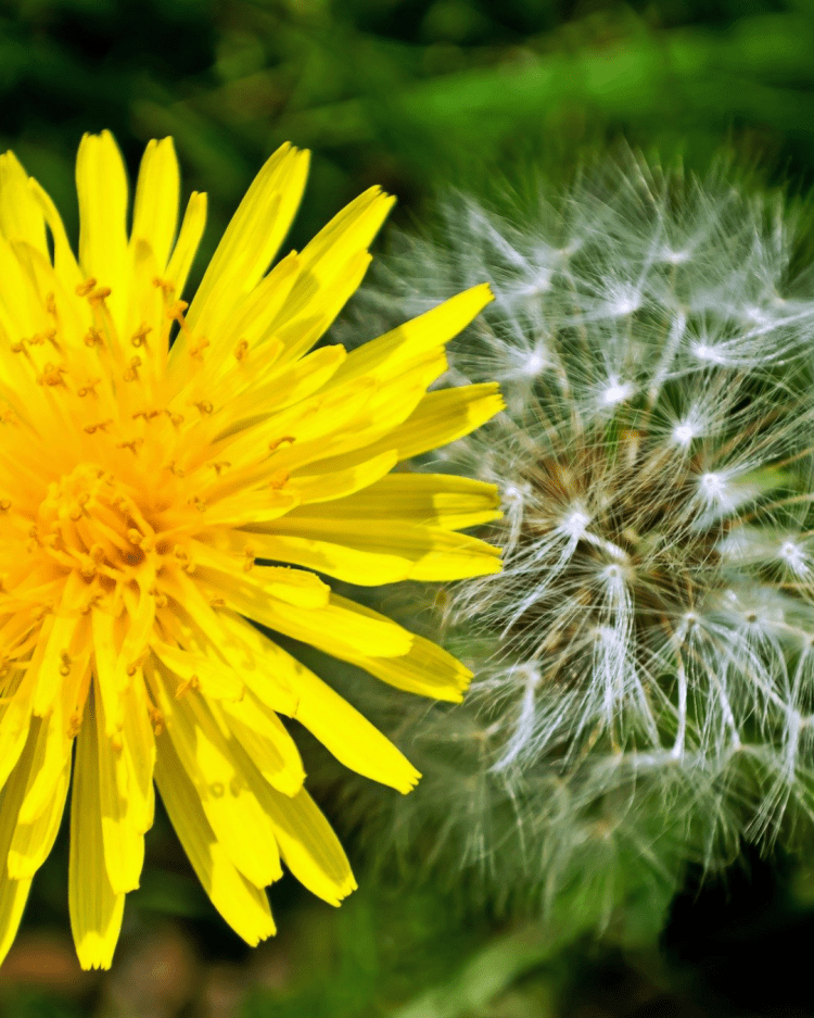 Dandelions in Your Garden: Why You Should Leave Them Be