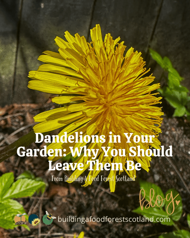 Dandelions in Your Garden: Why You Should Leave Them Be