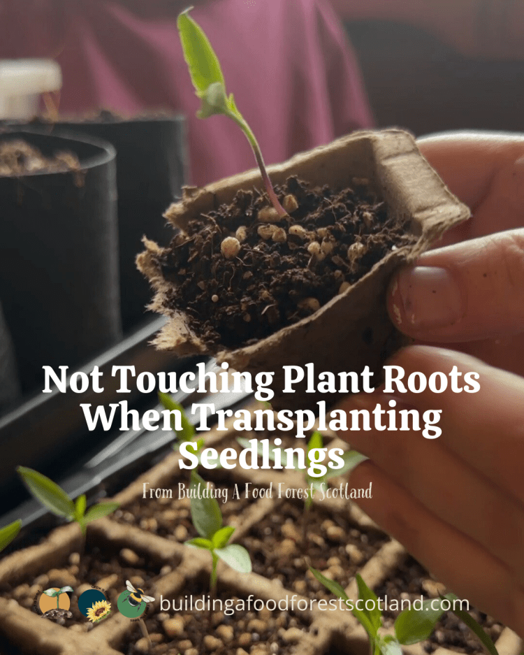 Not Touching Plant Roots When Transplanting Seedlings