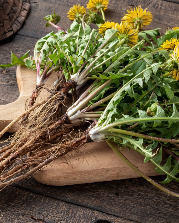 Dandelions in Your Garden: Why You Should Leave Them Be