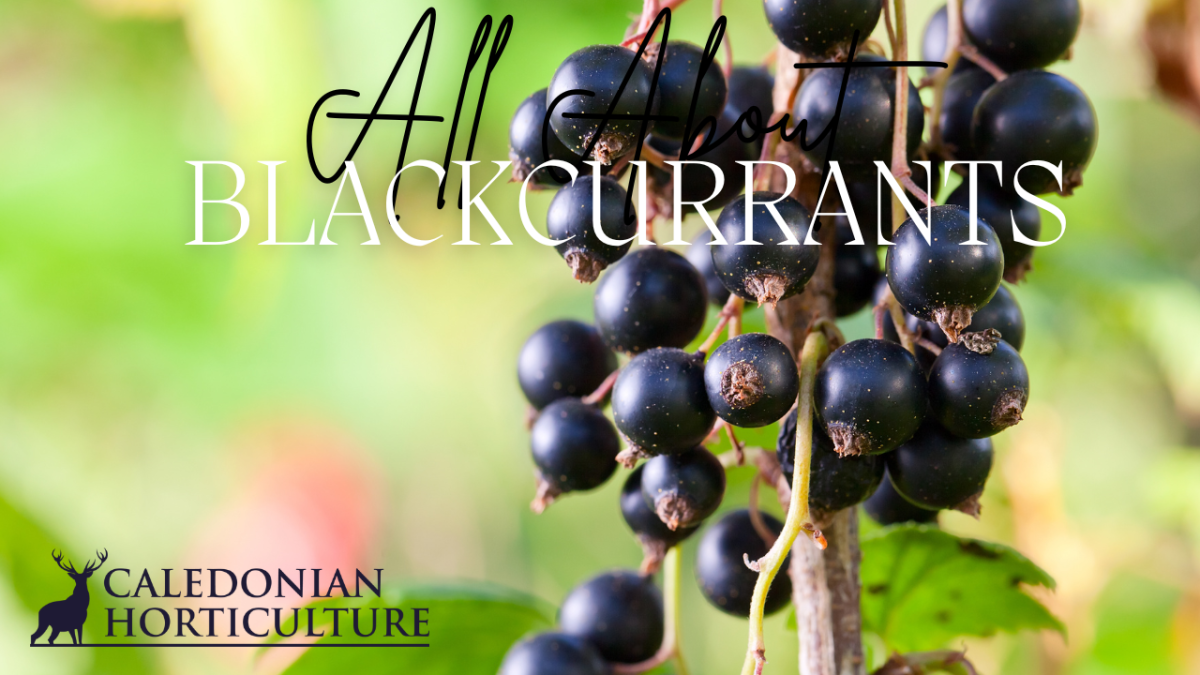All About Series: Growing, Sowing, Caring For&nbsp;Blackcurrants