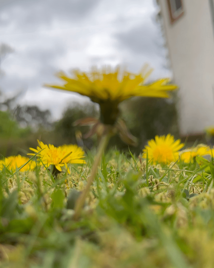 Dandelions in Your Garden: Why You Should Leave Them Be