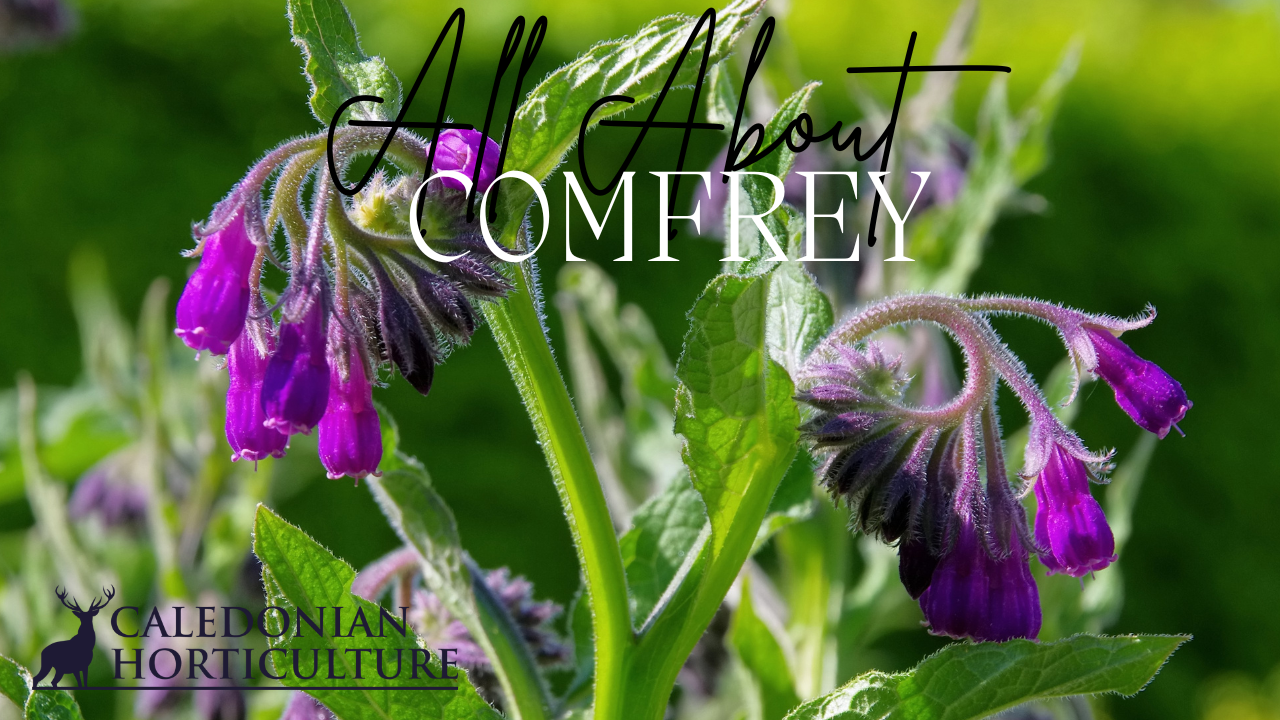 Comfrey in Scotland Guides to the Fruits, Herbs & Edible Flowers We Grow: Cultivation, Care & Harvesting