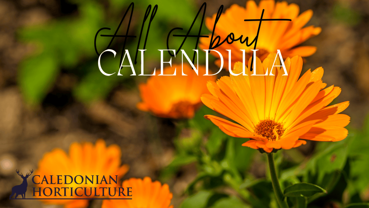 All About Series: Growing, Sowing, Caring For&nbsp;Calendula