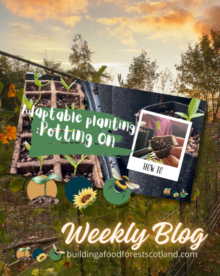 Not Touching Plant Roots When Transplanting Seedlings