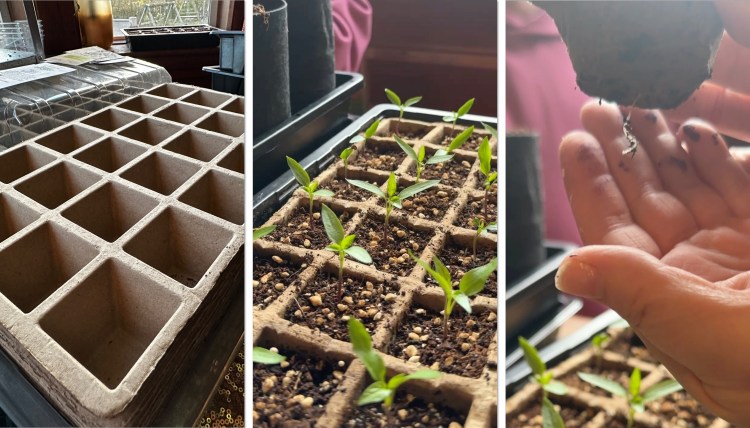 Not Touching Plant Roots When Transplanting Seedlings