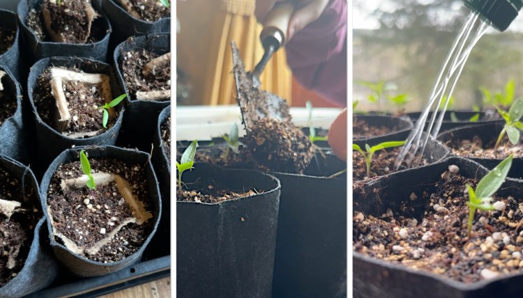 Not Touching Plant Roots When Transplanting Seedlings