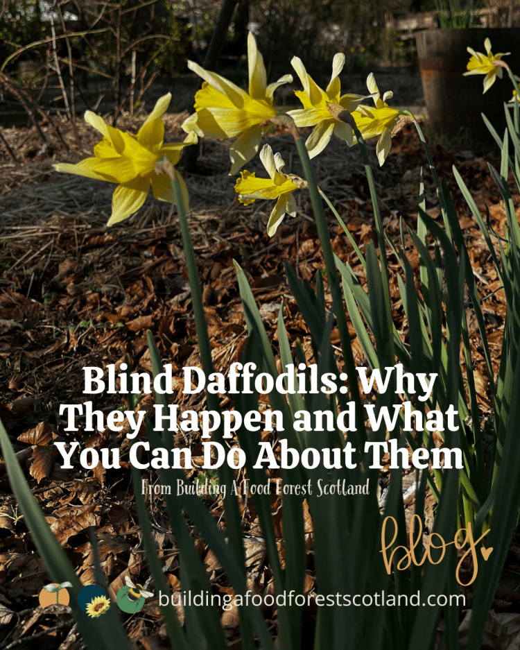 Blind Daffodils: Why They Happen and What You Can Do About Them
