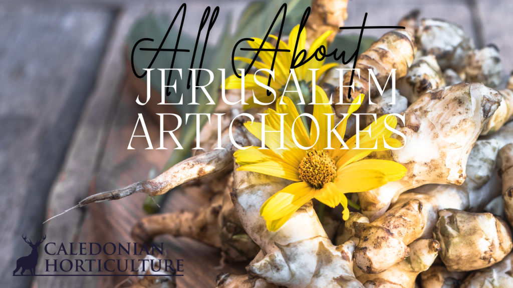 Guides to the Fruits, Herbs & Edible Flowers We Grow: Cultivation, Care & Harvesting