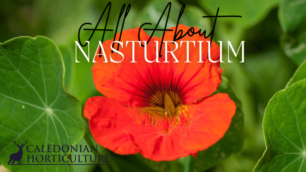 Guides to the Fruits, Herbs & Edible Flowers We Grow: Cultivation, Care & Harvesting