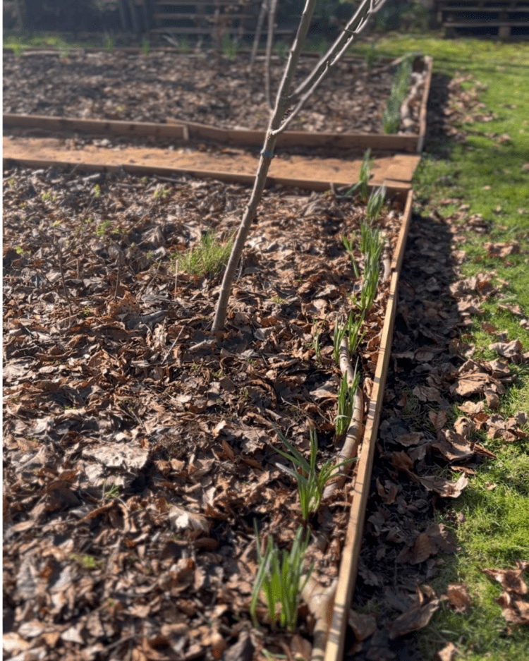 Blind Daffodils: Why They Happen and What You Can Do About Them