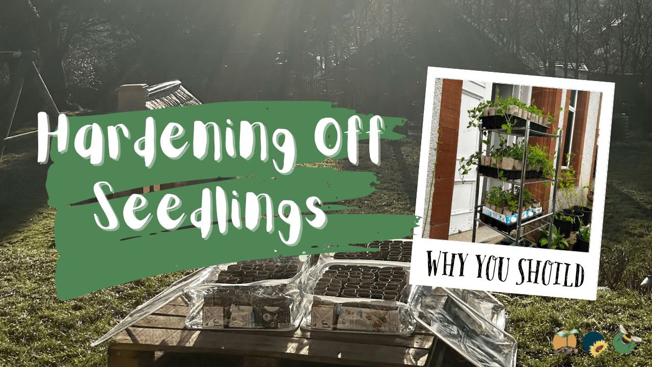 Why It’s Essential to Harden Off Your Plants Before Planting Out