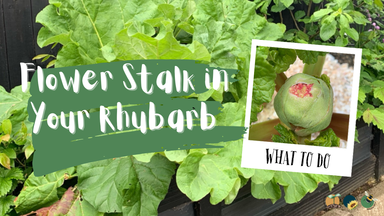 What to Do If You See a Flower Stalk Growing in Your Rhubarb