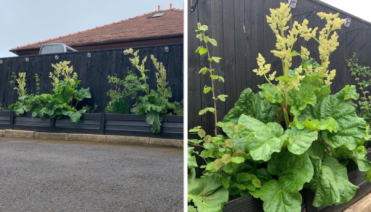 What to Do If You See a Flower Stalk Growing in Your Rhubarb
