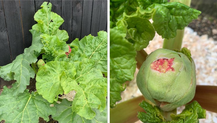 What to Do If You See a Flower Stalk Growing in Your Rhubarb
