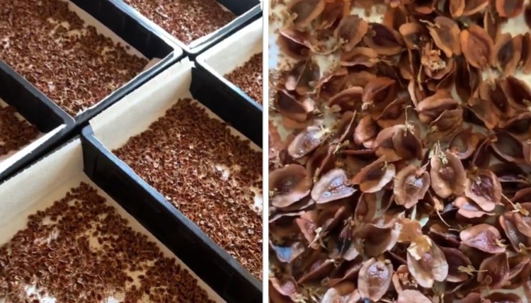 What to Do If You See a Flower Stalk Growing in Your Rhubarb