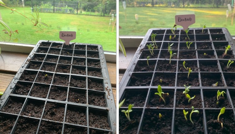 What to Do If You See a Flower Stalk Growing in Your Rhubarb