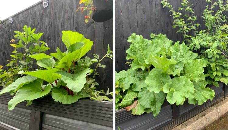 What to Do If You See a Flower Stalk Growing in Your Rhubarb