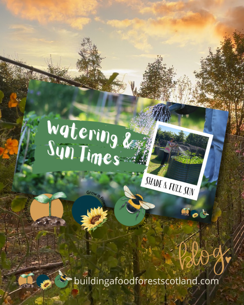 How Often Should I Water My Plants? Full Sun, Partial Shade, and Full Shade Explained