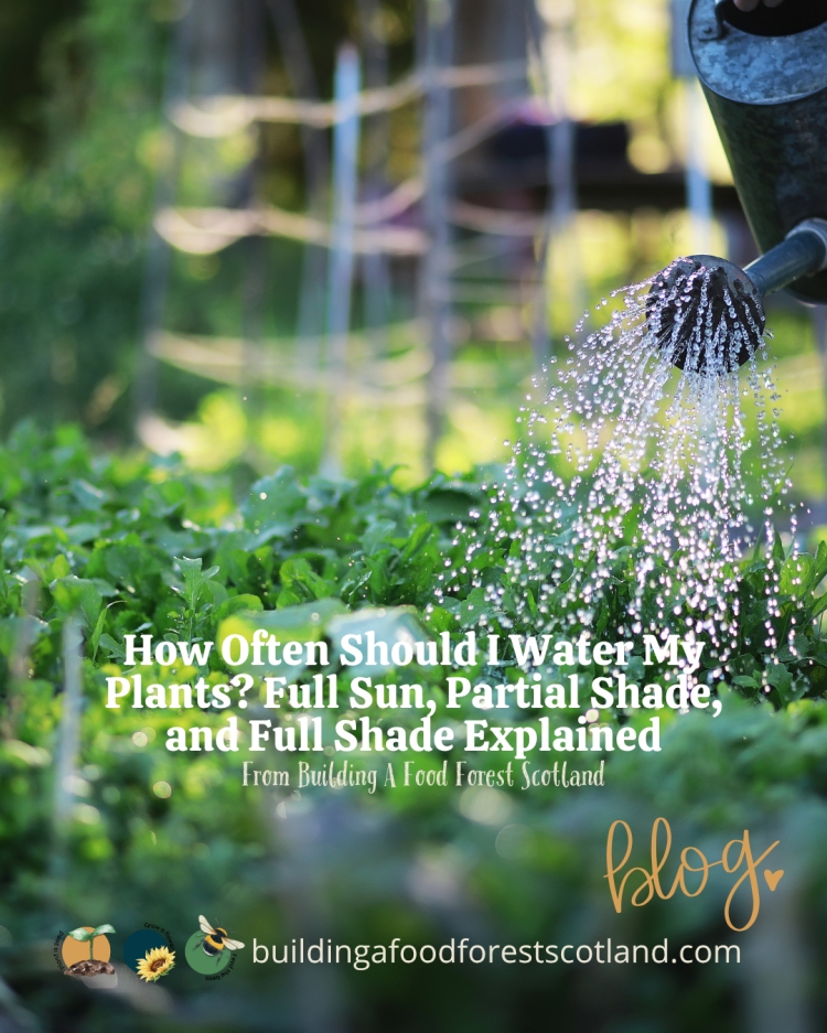 How Often Should I Water My Plants? Full Sun, Partial Shade, and Full Shade Explained