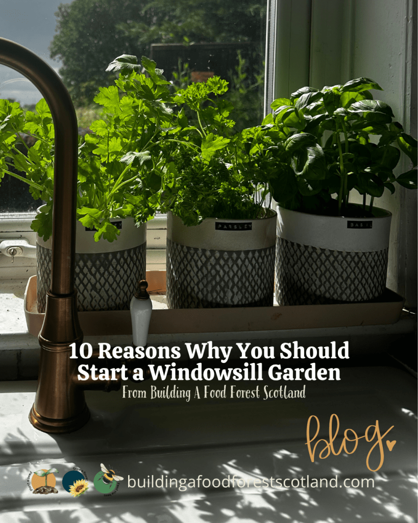 Grow Fresh Food Indoors: Why You Should Start a Windowsill Garden