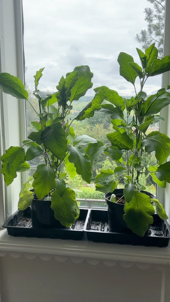 Grow Fresh Food Indoors: Why You Should Start a Windowsill Garden