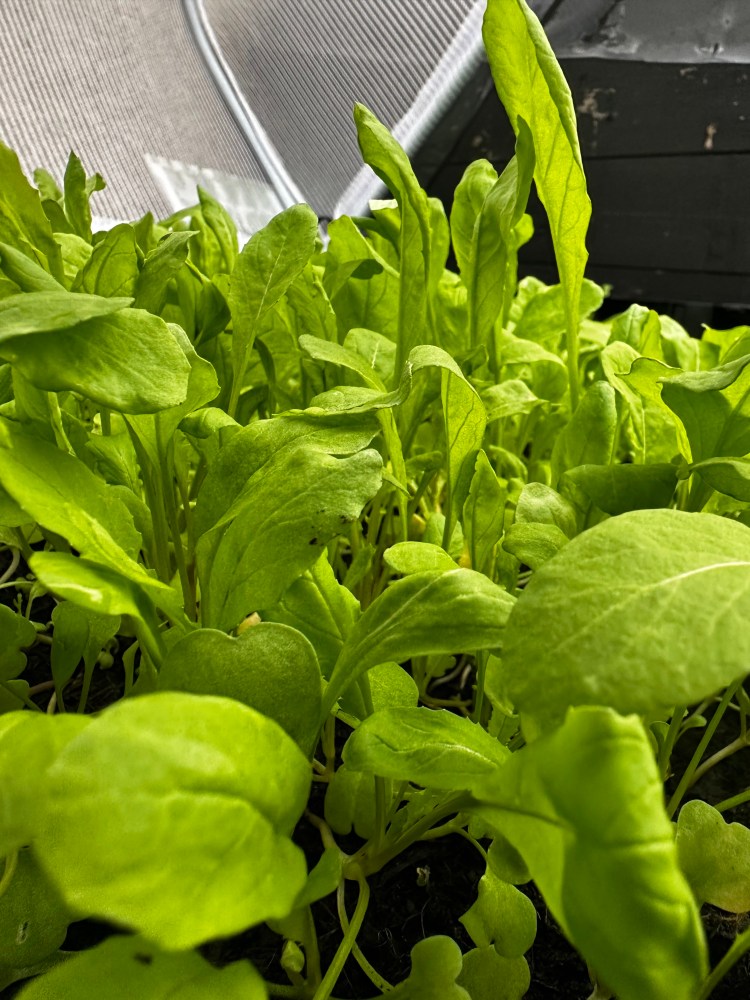 How Often Should I Water My Plants? Full Sun, Partial Shade, and Full Shade Explained