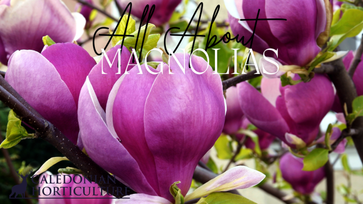 Magnolia Guides to the Fruits, Herbs & Edible Flowers We Grow: Cultivation, Care & Harvesting