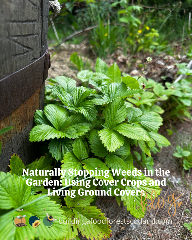 Naturally Stopping Weeds in the Garden: Using Cover Crops and Living Ground Covers
