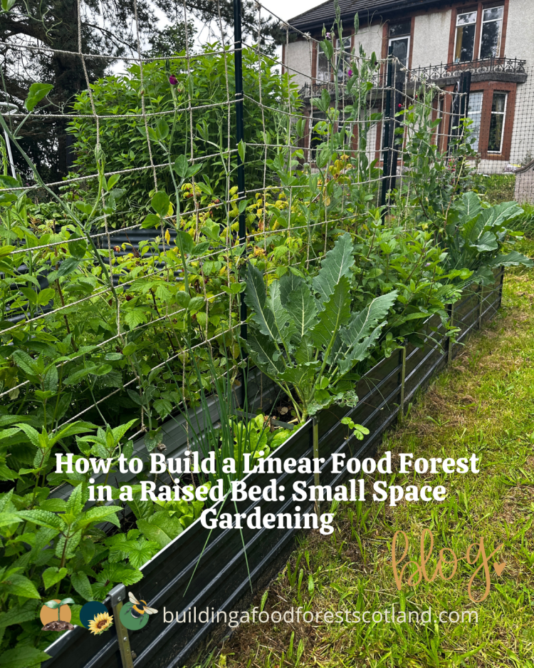How to Build a Linear Food Forest in a Raised Bed: Small Space Gardening 
