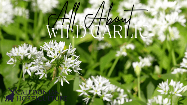 Wild Garlic Guides to the Fruits, Herbs & Edible Flowers We Grow: Cultivation, Care & Harvesting