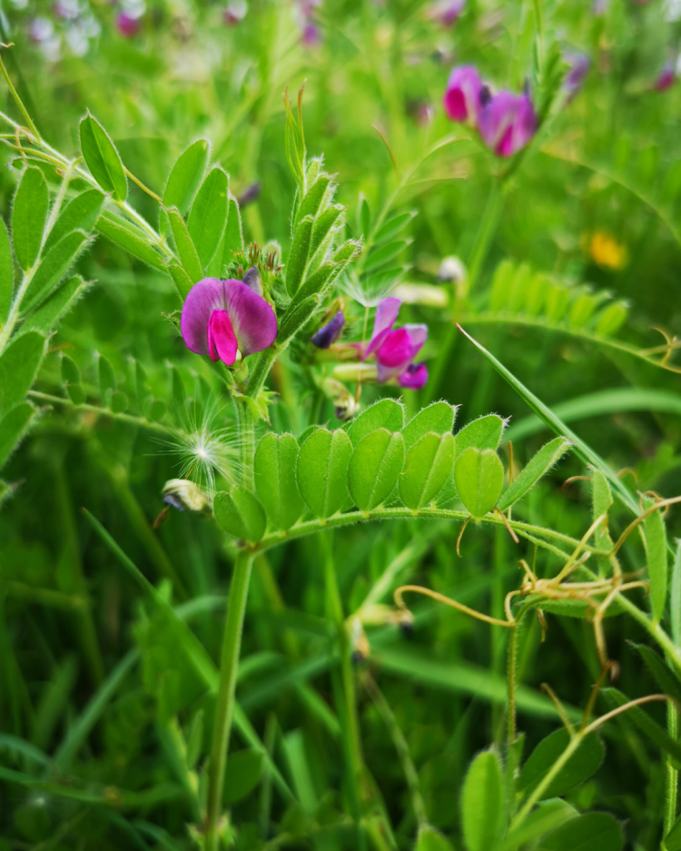 Naturally Stopping Weeds in the Garden: Using Cover Crops and Living Ground Covers