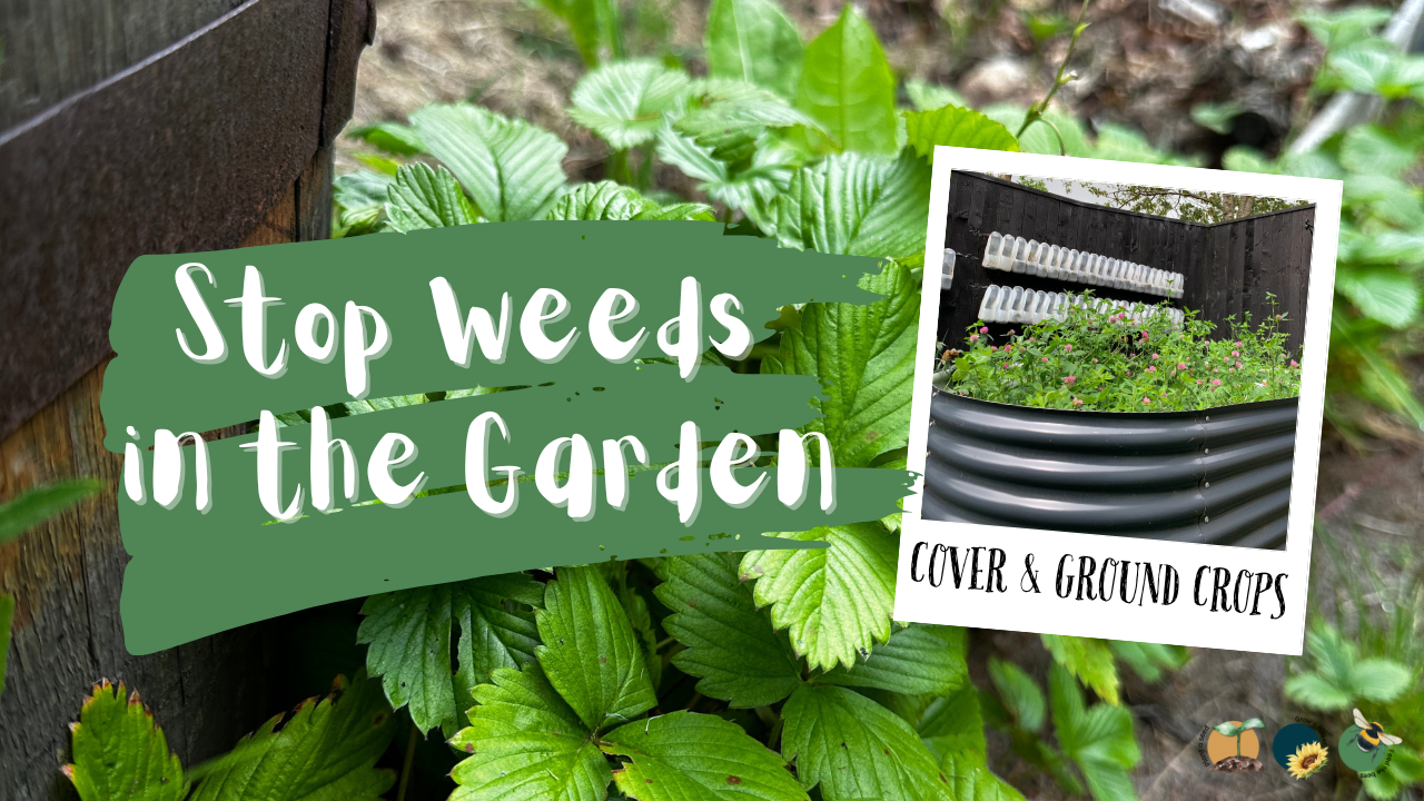 Naturally Stopping Weeds in the Garden: Using Cover Crops and Living Ground Covers