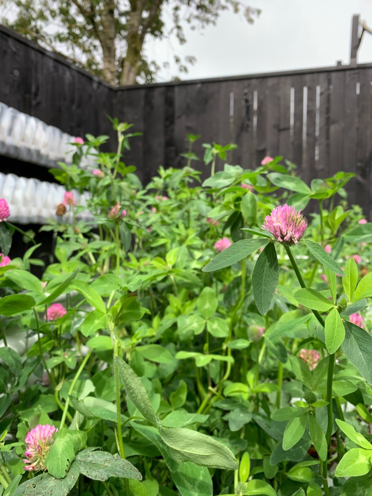 Naturally Stopping Weeds in the Garden: Using Cover Crops and Living Ground Covers
