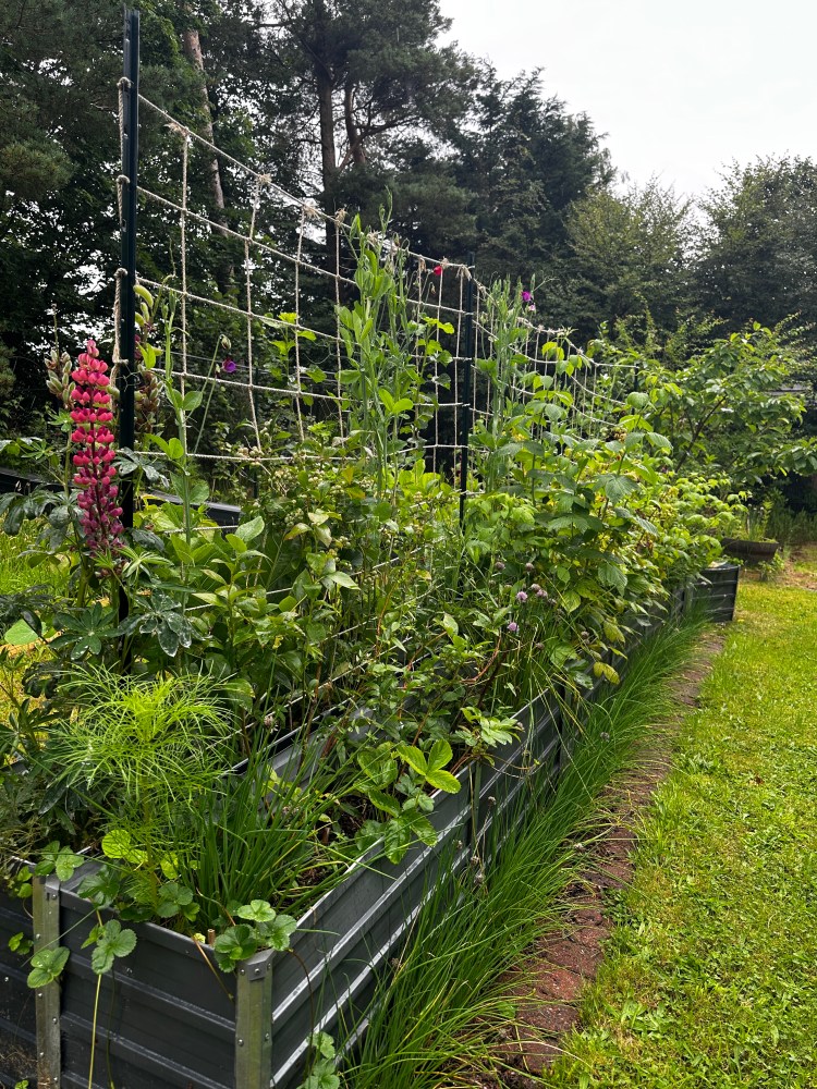 How to Build a Linear Food Forest in a Raised Bed: Small Space Gardening 